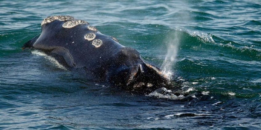 biden administration blasted for hypocrisy on offshore wind as it scrambles to probe whale deaths