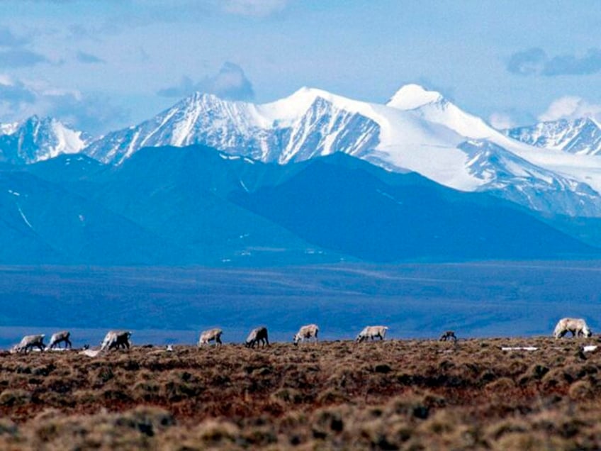 biden administration cancels remaining oil and gas leases in alaskas arctic refuge