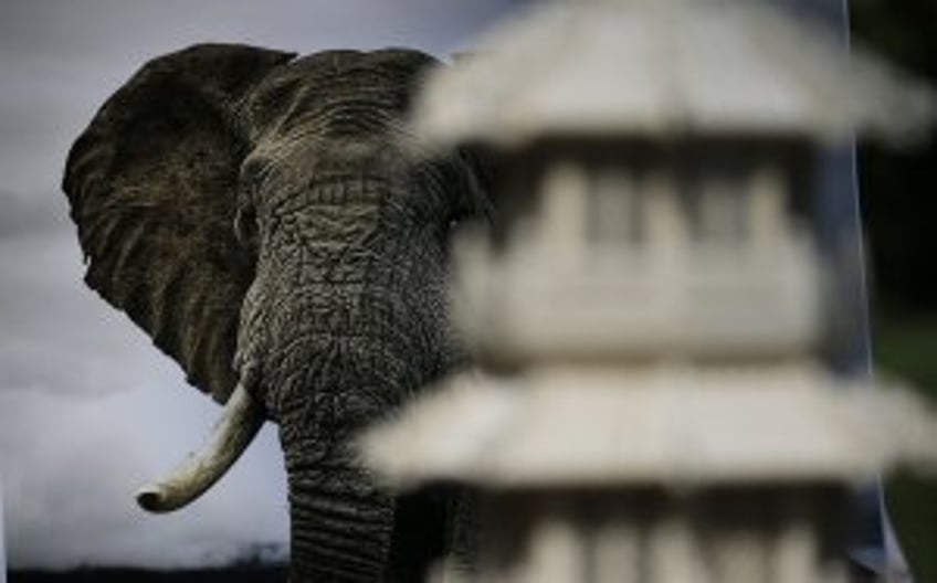 Biden administration tightens restrictions on imports of African elephants