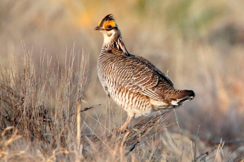 biden vetoes two republican led bills to undo protections for the prairie bird and northern bat