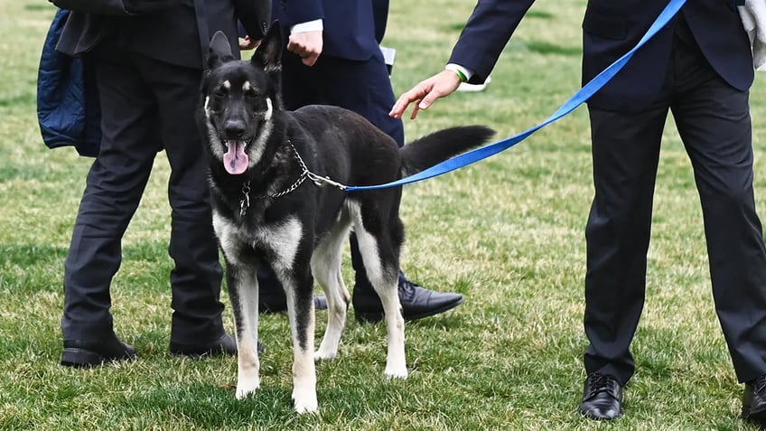 bidens dog commander terrorizes secret service in extremely aggressive rampage emails