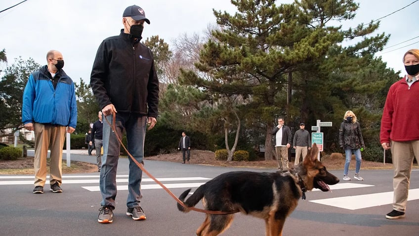 bidens dog commander terrorizes secret service in extremely aggressive rampage emails