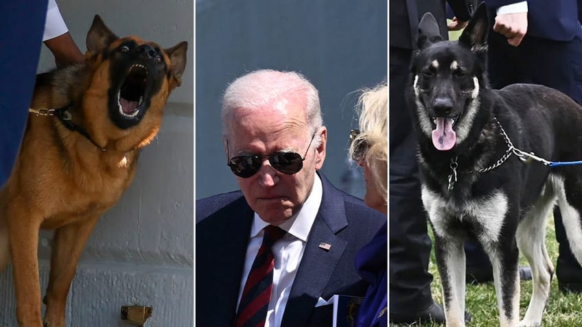 bidens dogs revealed to have bitten white house staff causing lawsuit concerns report