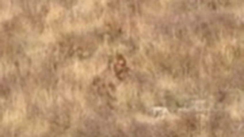 bigfoot caught on camera during couples romantic getaway in colorado