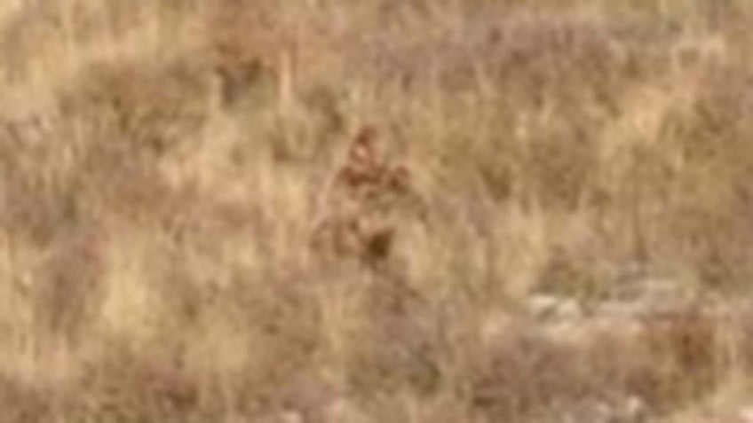 bigfoot caught on camera during couples romantic getaway in colorado