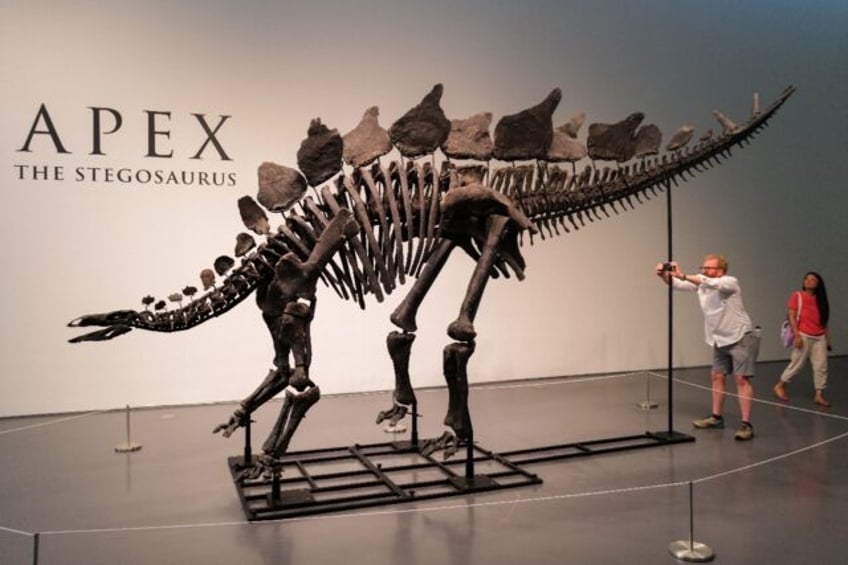 The skeleton, nicknamed Apex, is estimated to be 150 million years old and is the largest