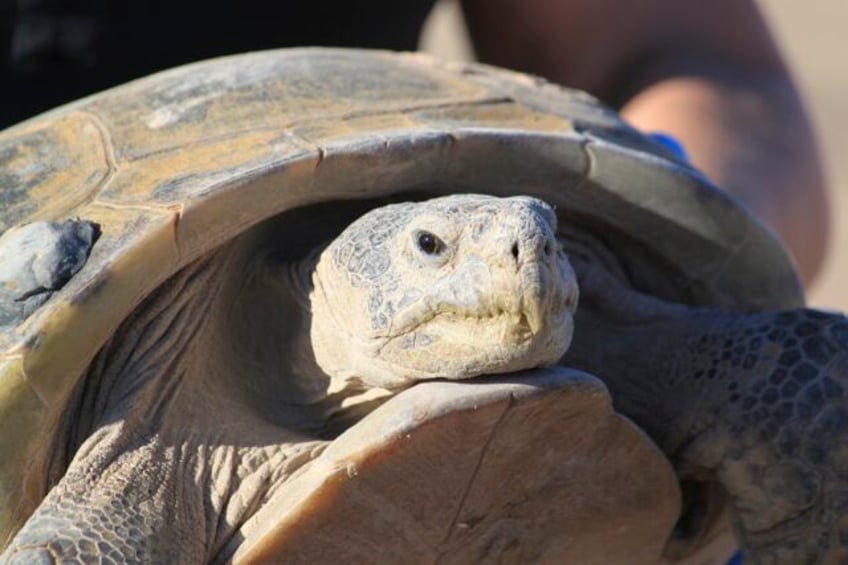 biologists in slow and steady race to help north americas largest and rarest tortoise species