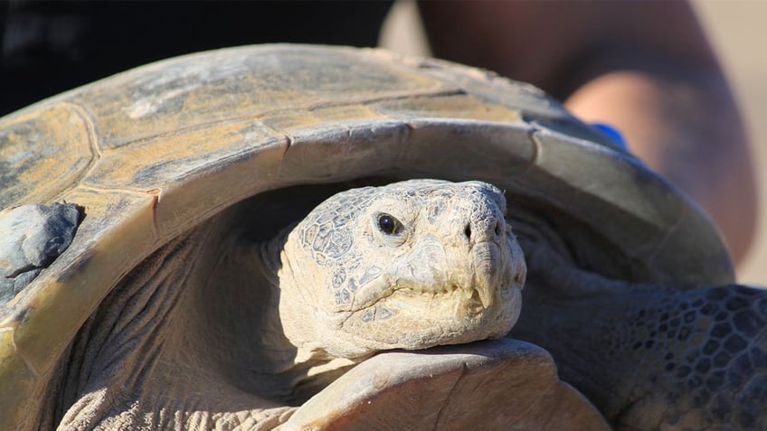 biologists race to help north americas largest and rarest tortoise species