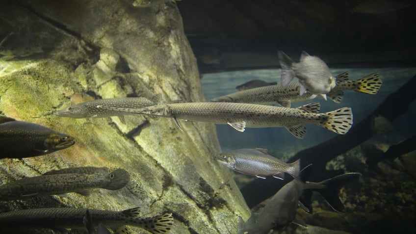 Longnose gar file