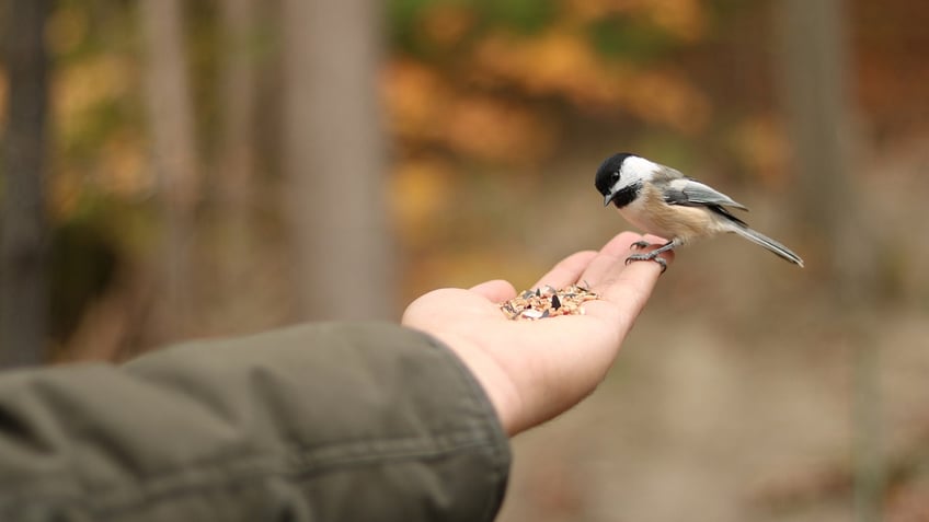 Bird feeding on hand