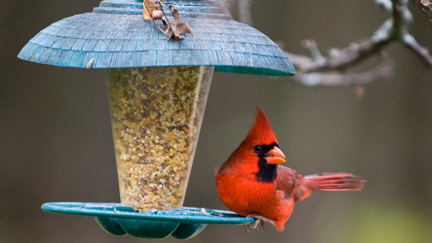 Bird on feeder