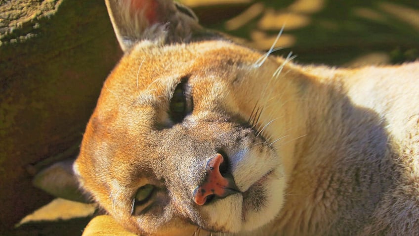 Cougar laying down