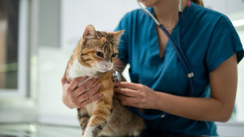 Cat at vet