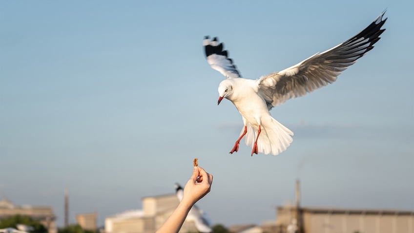 Bird grabbing food from hand