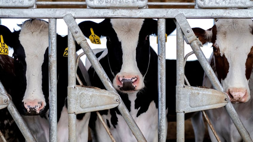 Cows stand in their pen at a cattle farm in Rockford, Illinois