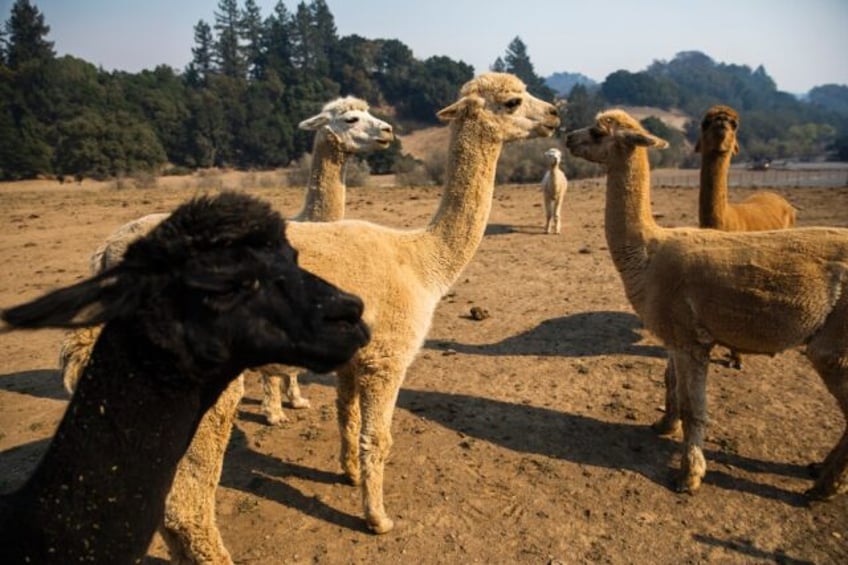 It is the first time the virus has been found in alpacas -- members of the camel family th