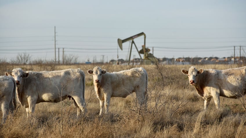 White cows graze in a field with an oil well in the background.
