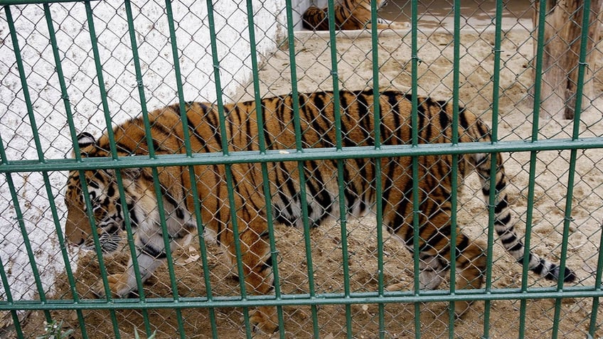 Tiger