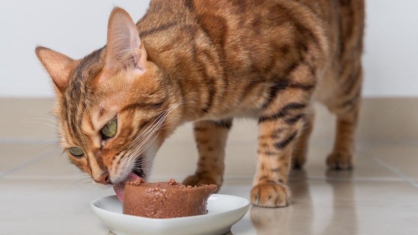 Cat eating wet food