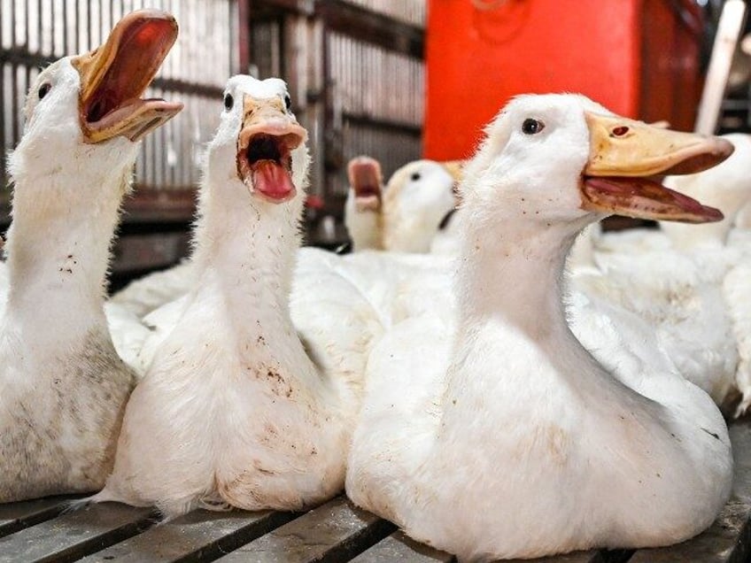 bird flu outbreak at georgia farm means 30k ducks will be euthanized