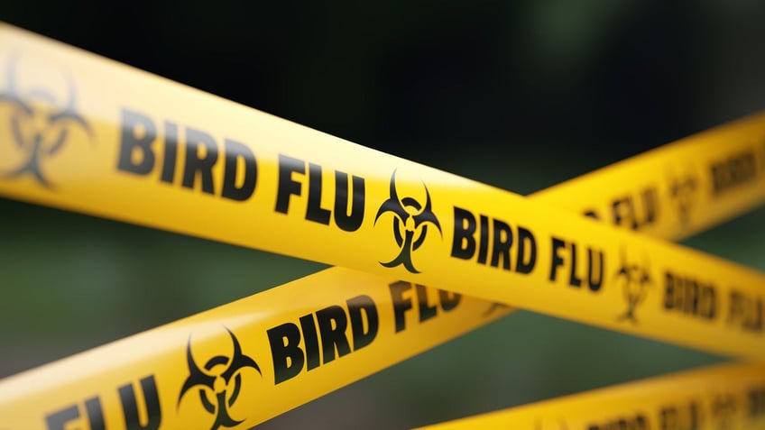 Bird flu tape image