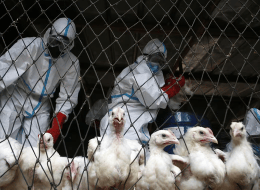 bird flu pocalypse forces hong kong to suspend some imports of us poultry meat