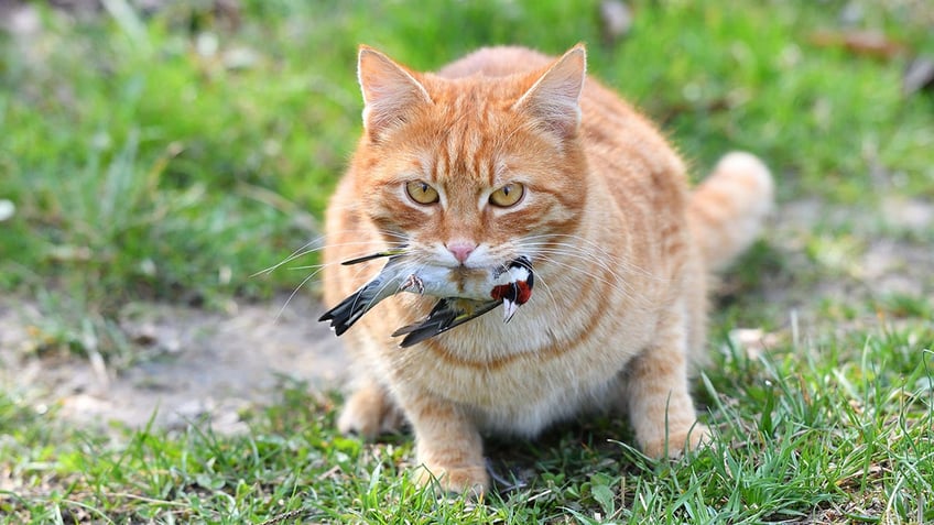 A domestic cat caught a bird in the garden