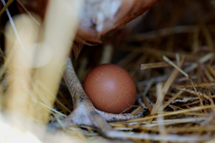 bird flu still taking toll on industry as 135 million chickens are being killed on an ohio egg farm