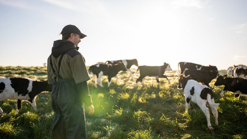 male farmer wearing overalls standing next to a herd of calves