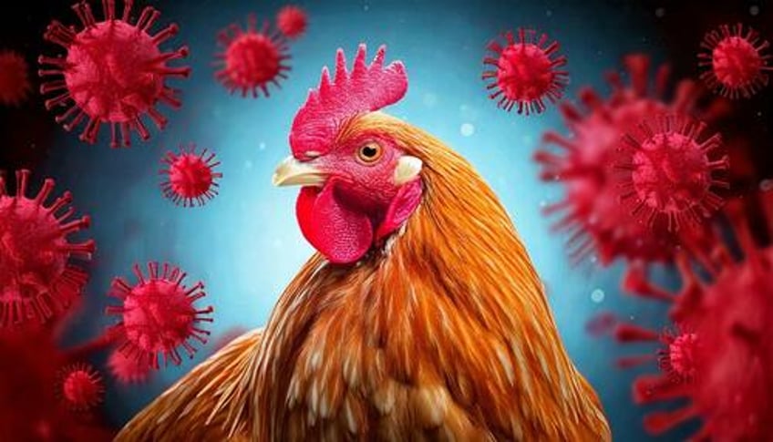 bird flu the next pandemic is right on schedule