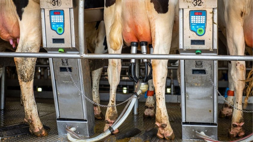 Cows being milked on a carousel