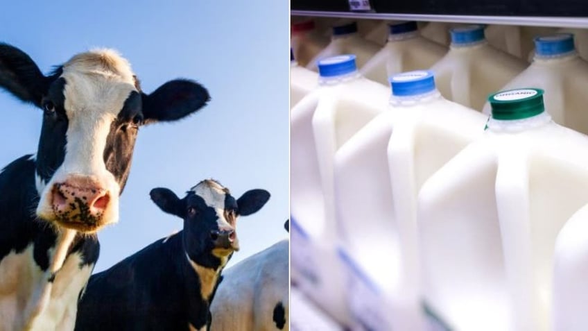 Cows and milk after bird flu cases