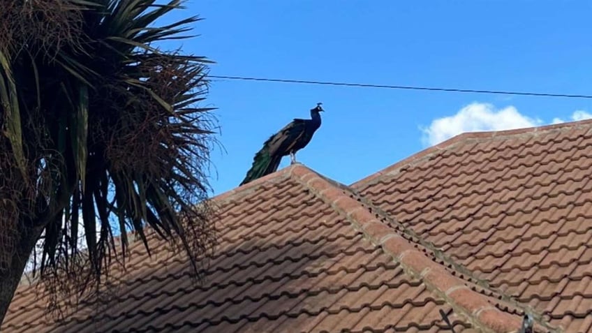 Noisy peacock on top of home in Kent SWNS