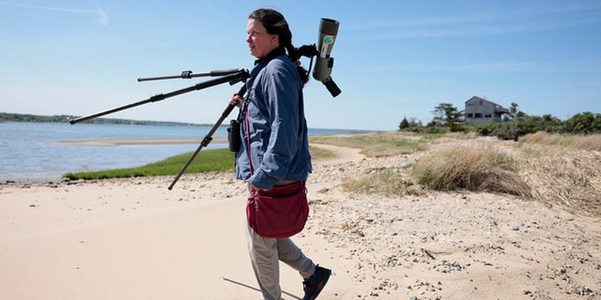 bird watchers flock to green bay wisconsin with hopes of seeing rare southern shorebird