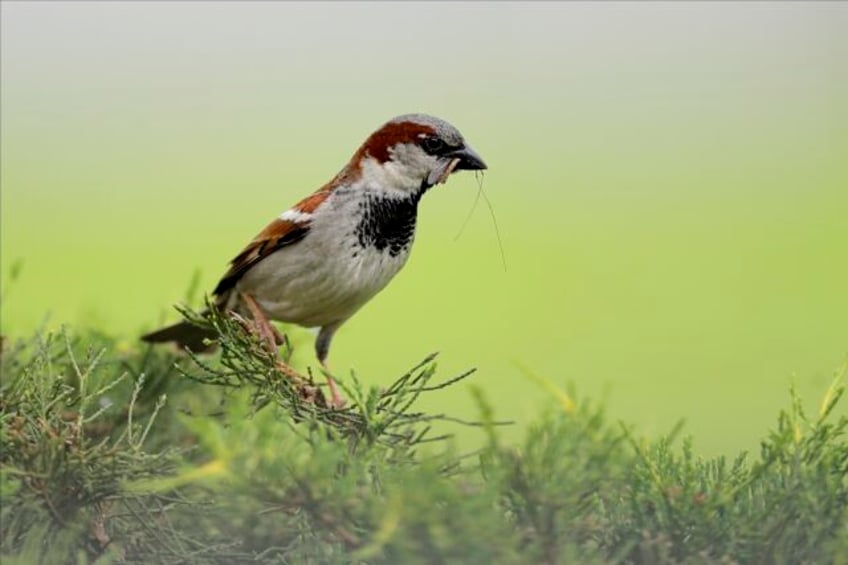 birds nesting in agricultural lands more vulnerable to extreme heat study finds