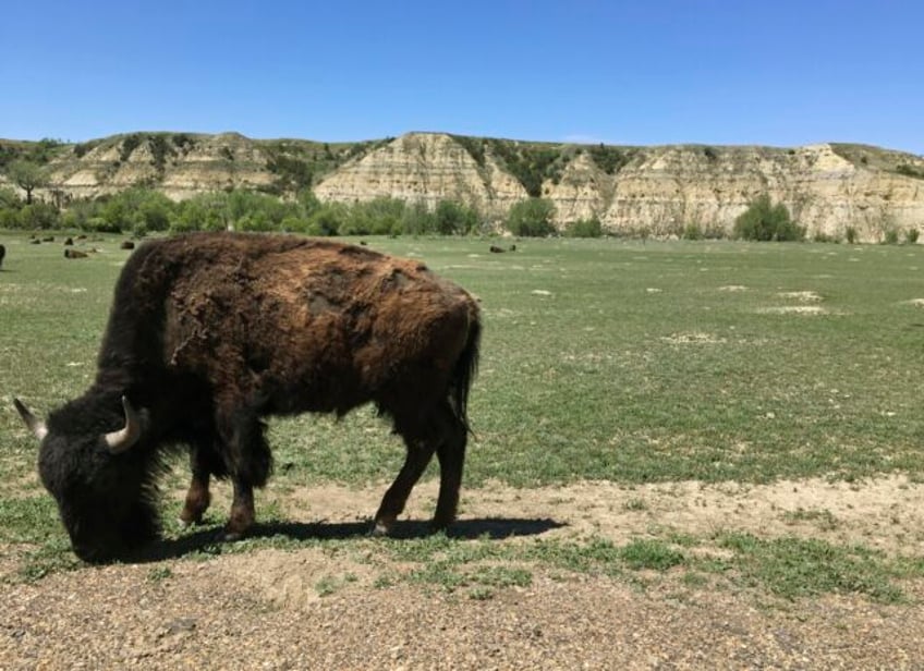 bison attack visitors in north dakota and wyoming national parks