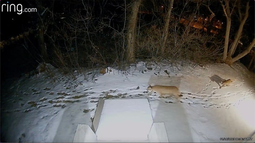 ring mountain lion colorado