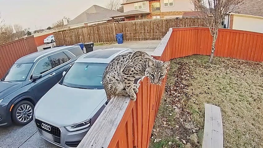 texas bobcat ring doorbell