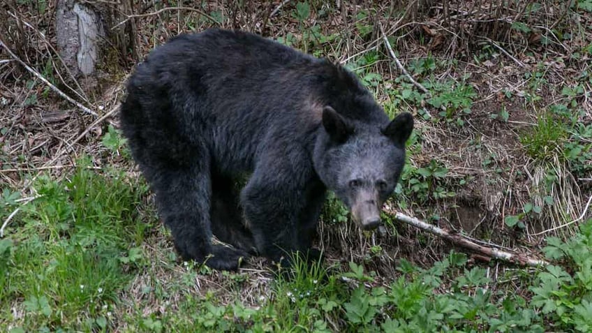 Tennessee black bear