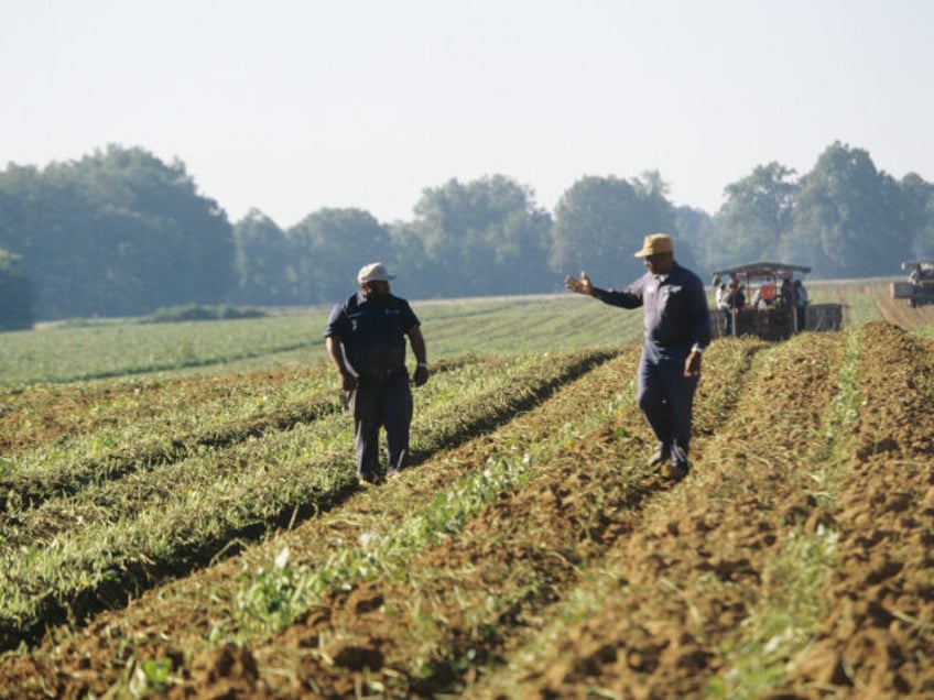 Father and son farmers conversing among rows of sweet potatoes