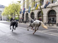 Blooded Cavalry Horses Charge Through Central London, Colliding With Vehicles: Several People and Horses Injured