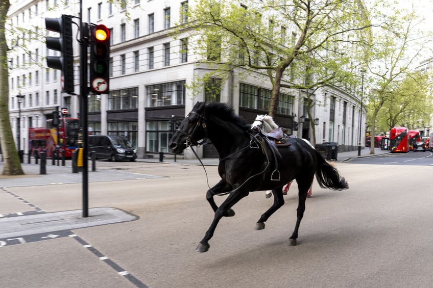 blooded cavalry horses charge through central london colliding with vehicles several people and horses injured