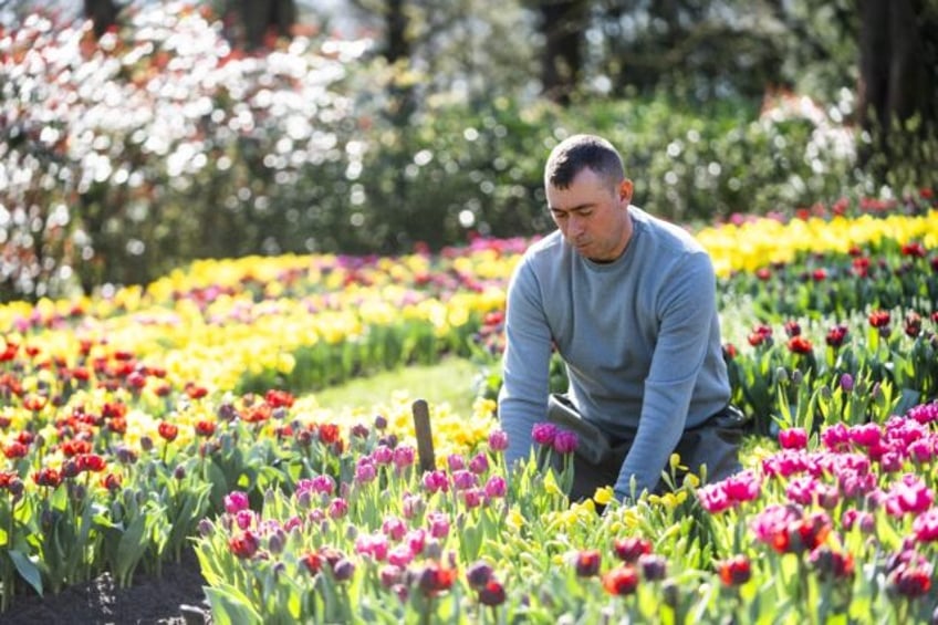 Tulips galore at Keukenhof park