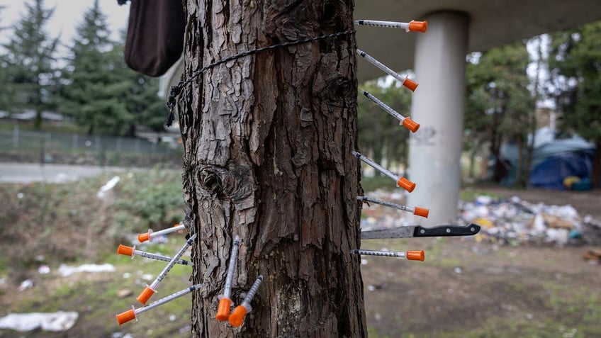 Heroin needles and a knife stick out of a tree in homeless camp