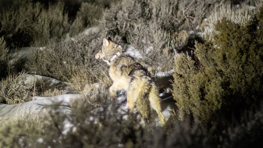 wolf walks among snowy shrubs