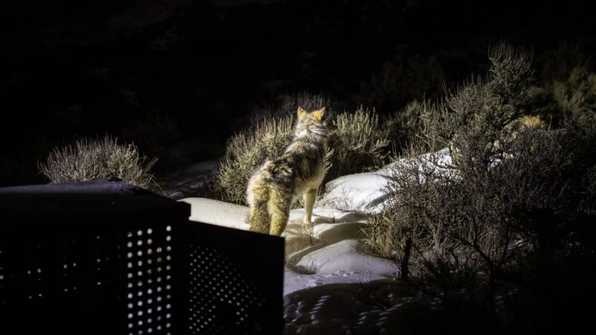 wolf exits cage