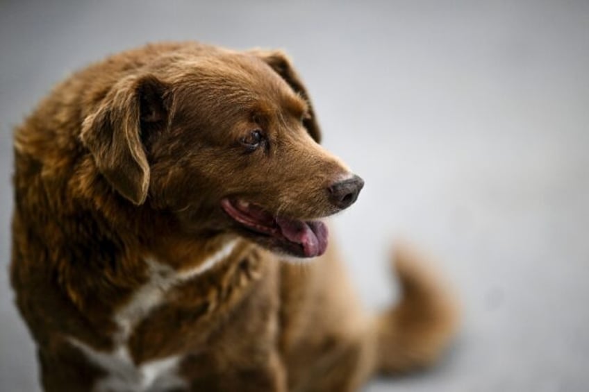 bobi known as the oldest dog in the world dies aged 31