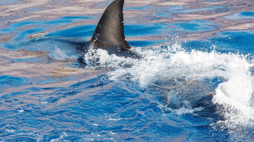 body of surfer missing after suspected fatal shark attack off coast of south australia