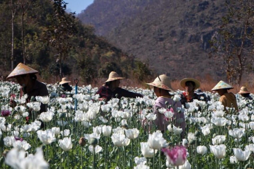 Myanmar became the world's biggest opium producer in 2023, overtaking Afghanistan after th