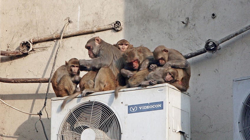 boy 10 killed by violent gang of monkeys that continues to terrorize small village